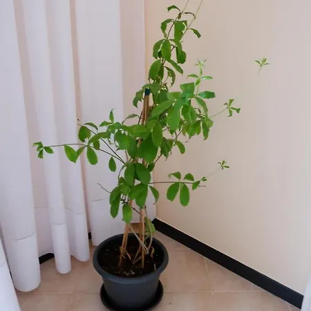 Cleopatra 3* Catania